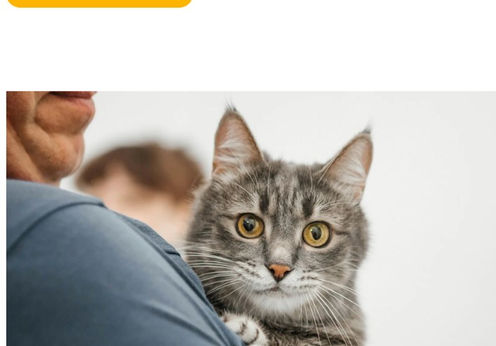 Chat accueilli dans une famille