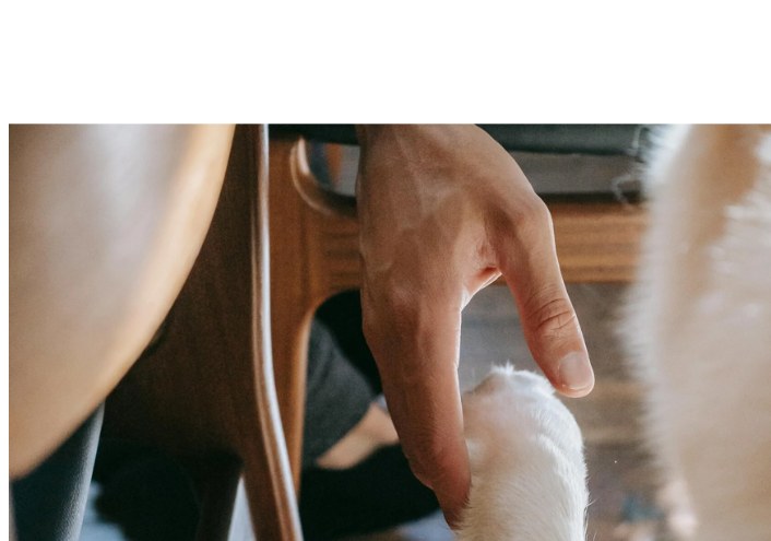 Main humaine touchant doucement la patte d'un chat