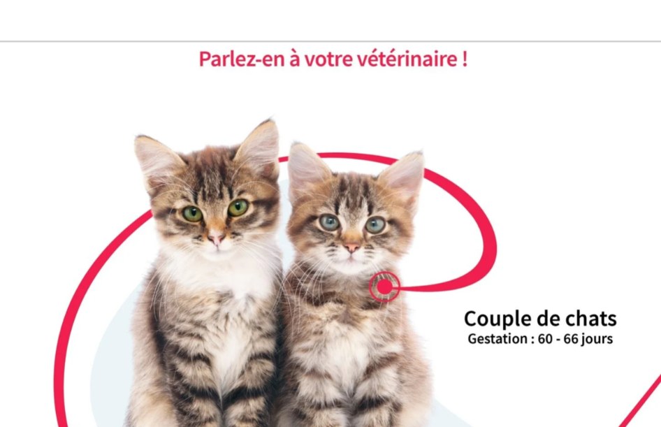 Visuel de sensibilisation à la stérilisation des chats